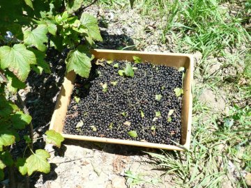 Johannisbeeren und Gesundheit